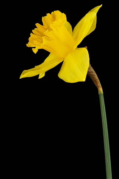 Flor Daffodil Amarelo Narciso Isolada Sobre Fundo Preto — Fotografia de Stock