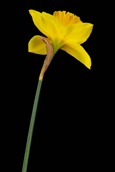 在黑色背景上被分离的黄菊花 — 图库照片