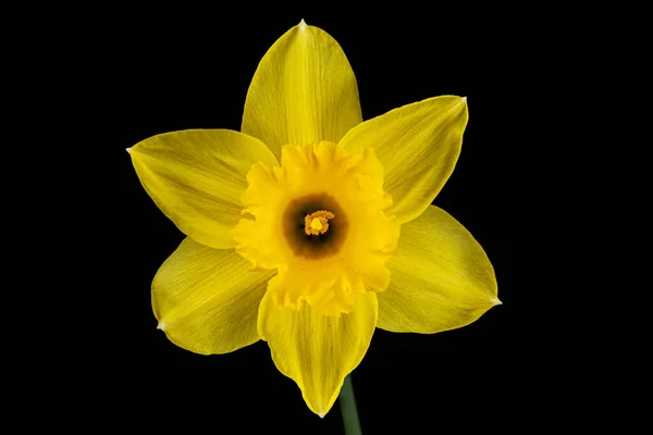 Blomma Gul Påsklilja Narcissus Isolerad Svart Bakgrund — Stockfoto