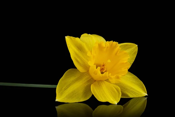 Kwiat Żółtego Żonkila Narcyz Wyizolowany Czarnym Tle — Zdjęcie stockowe
