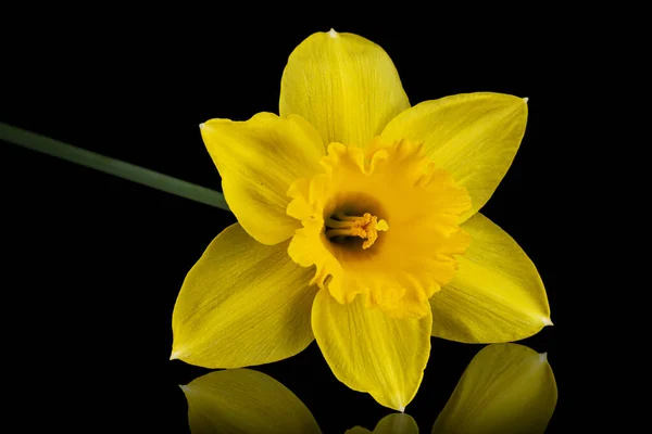 Flor Daffodil Amarelo Narciso Isolada Sobre Fundo Preto — Fotografia de Stock