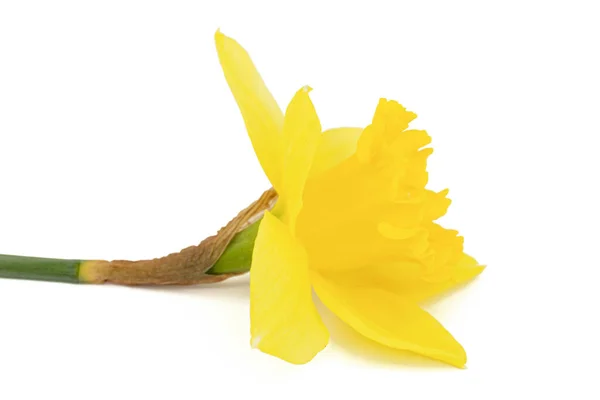 Flor Daffodil Amarelo Narciso Isolada Sobre Fundo Branco — Fotografia de Stock