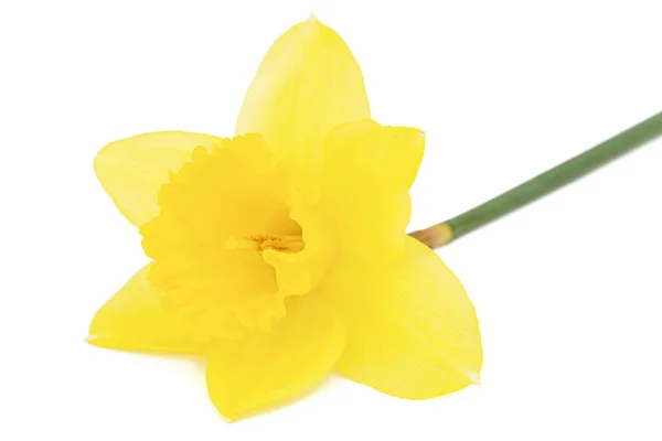 Blomma Gul Påsklilja Narcissus Isolerad Vit Bakgrund — Stockfoto