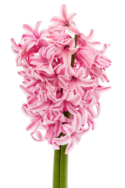 Rózsaszín Virág Jácint Elszigetelt Fehér Alapon — Stock Fotó