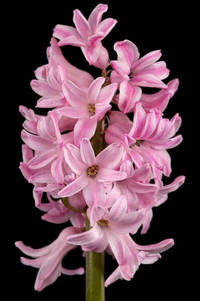Bunga Merah Muda Dari Hyacinth Terisolasi Pada Latar Belakang Hitam — Stok Foto
