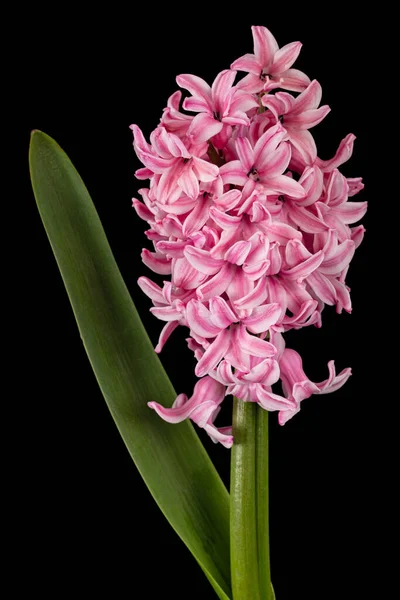 Pink Flower Hyacinth Isolated Black Background — Stock Photo, Image