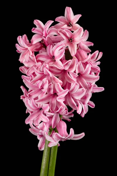 Bunga Merah Muda Dari Hyacinth Terisolasi Pada Latar Belakang Hitam — Stok Foto