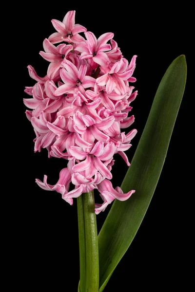 Pink Flower Hyacinth Isolated Black Background — Stock Photo, Image