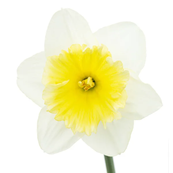 Blomst Hvit Daffodil Narcissus Isolert Hvit Bakgrunn – stockfoto