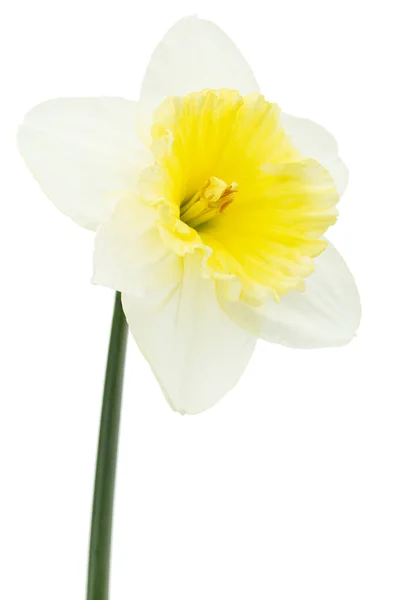 Flor Daffodil Branco Narciso Isolada Sobre Fundo Branco — Fotografia de Stock