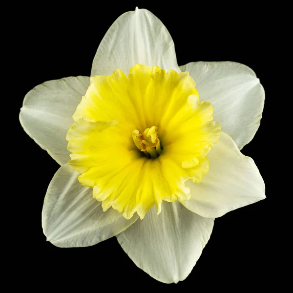 Kwiat Białego Żonkila Narcyz Izolowany Czarnym Tle — Zdjęcie stockowe