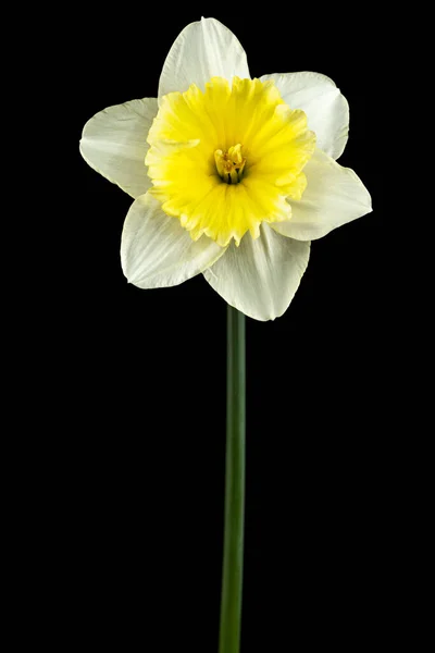 Flor Narciso Blanco Narciso Aislada Sobre Fondo Negro — Foto de Stock