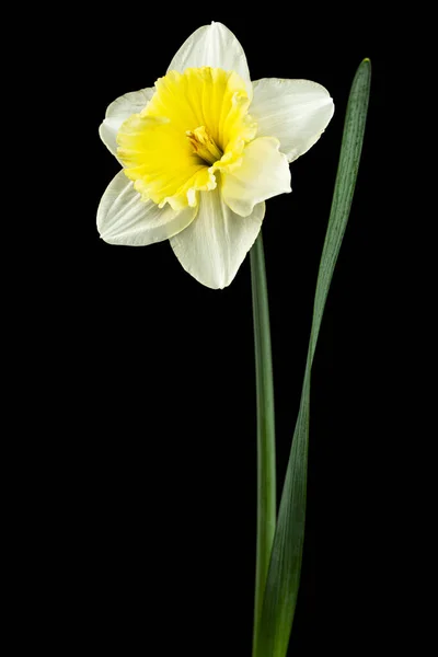 Blomma Vit Påsklilja Narcissus Isolerad Svart Bakgrund — Stockfoto