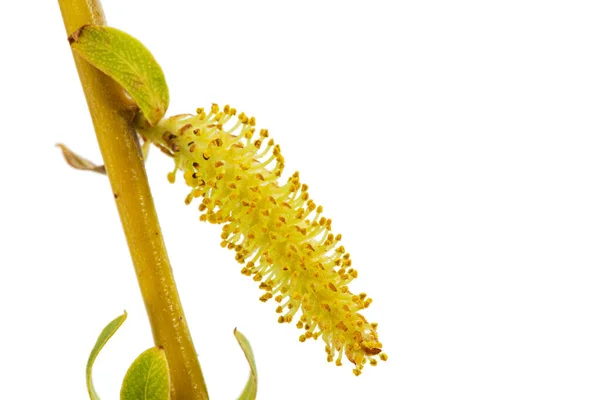 Blooming Weeping Salgueiro Closeup Isolado Fundo Branco — Fotografia de Stock