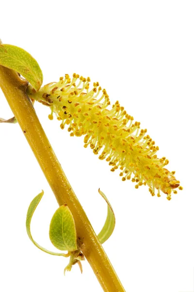 Blooming Weeping Salgueiro Closeup Isolado Fundo Branco — Fotografia de Stock