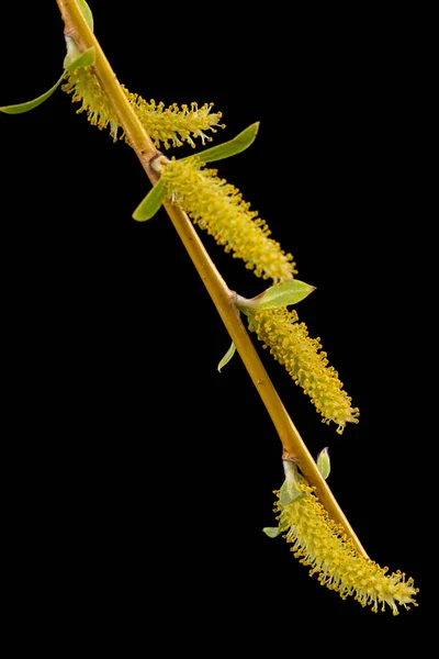 Blooming Weeping Salgueiro Closeup Isolado Fundo Preto — Fotografia de Stock