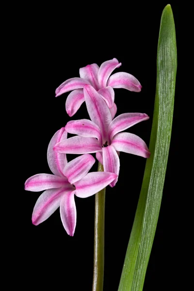 Flor Rosa Jacinto Isolada Sobre Fundo Preto — Fotografia de Stock