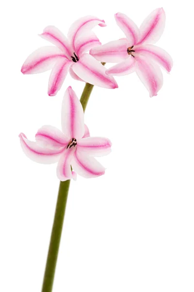 Bunga Merah Muda Dari Hyacinth Terisolasi Pada Latar Belakang Putih — Stok Foto