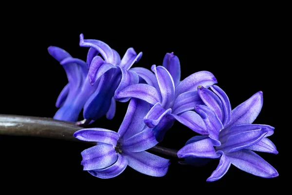 Violetta Blommor Hyacint Isolerad Svart Bakgrund — Stockfoto