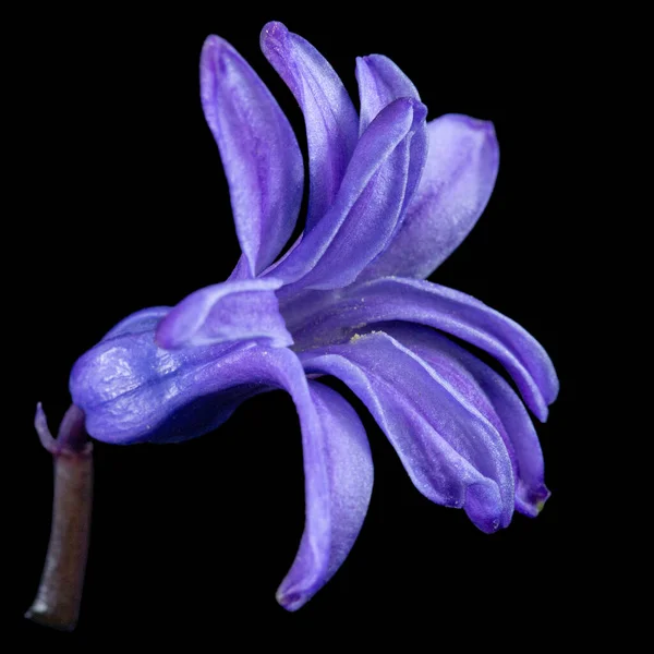 Flores Violetas Jacinto Aisladas Sobre Fondo Negro — Foto de Stock