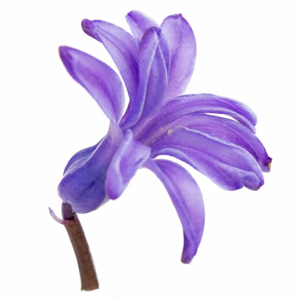 Violetta Blommor Hyacint Isolerad Vit Bakgrund — Stockfoto