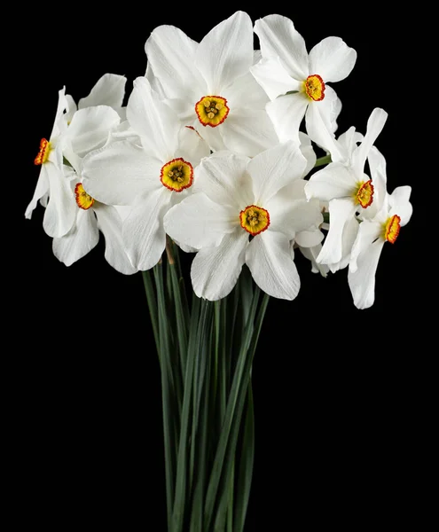 Bouquet Narcisi Bianchi Isolati Fondo Nero — Foto Stock