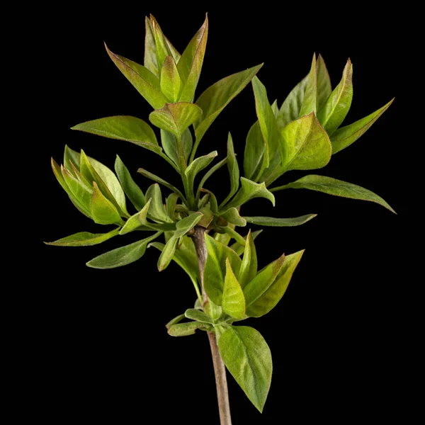 Petite Brindille Lilas Aux Jeunes Feuilles Vertes Isolée Sur Fond — Photo