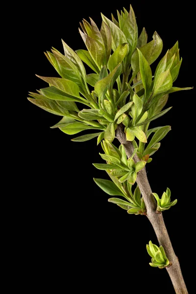 Kleine Takje Lila Met Jonge Groene Bladeren Geïsoleerd Zwarte Achtergrond — Stockfoto