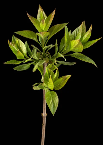 Petite Brindille Lilas Aux Jeunes Feuilles Vertes Isolée Sur Fond — Photo