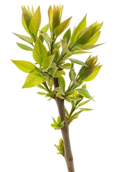 Pequeno Galho Lilás Com Folhas Verdes Jovens Isolado Fundo Branco — Fotografia de Stock