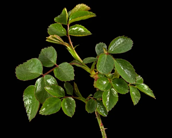 Petite Brindille Rose Aux Jeunes Feuilles Vertes Épines Isolée Sur — Photo