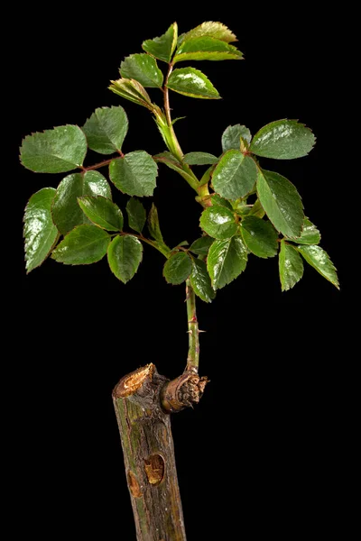 Kleiner Rosenzweig Mit Jungen Grünen Blättern Und Dornen Isoliert Auf — Stockfoto