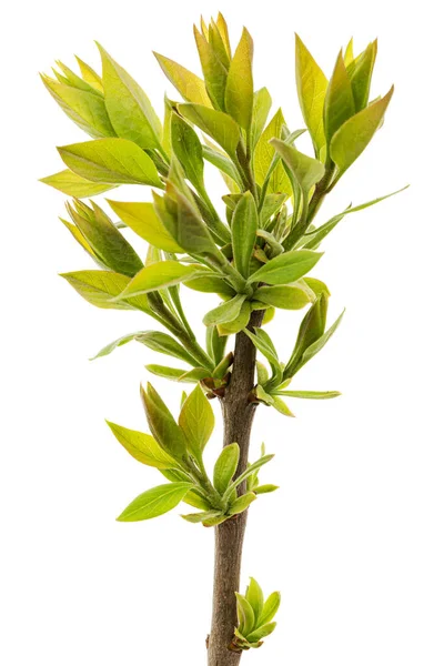 Petite Brindille Lilas Aux Jeunes Feuilles Vertes Isolée Sur Fond — Photo