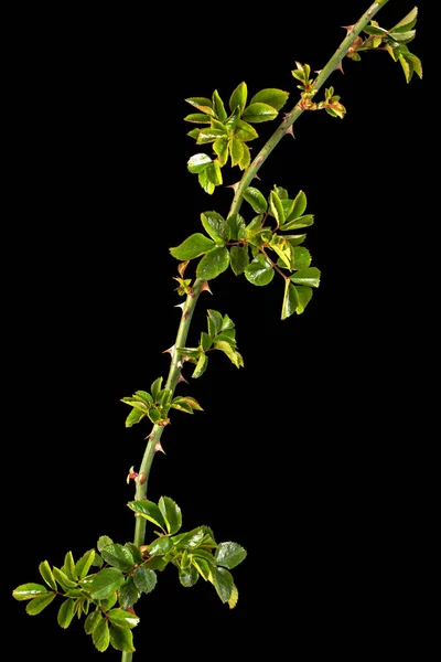 Galho Rosa Com Folhas Verdes Jovens Espinhos Isolado Fundo Preto — Fotografia de Stock