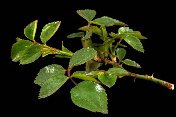 Pequeno Galho Rosa Com Folhas Verdes Jovens Espinhos Isolado Fundo — Fotografia de Stock