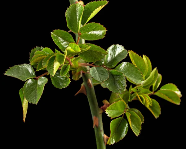 Pequeno Galho Rosa Com Folhas Verdes Jovens Espinhos Isolado Fundo — Fotografia de Stock