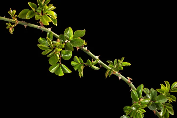 Ramoscello Rosa Con Giovani Foglie Verdi Spine Isolato Sfondo Nero — Foto Stock