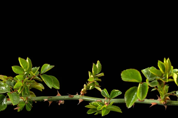 Galho Rosa Com Folhas Verdes Jovens Espinhos Isolado Fundo Preto — Fotografia de Stock
