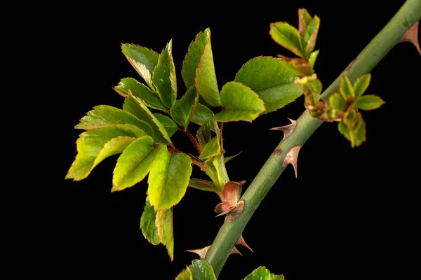 若い緑の葉ととげを持つバラの小さな小枝 黒の背景に隔離された — ストック写真