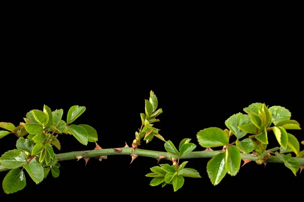 Galho Rosa Com Folhas Verdes Jovens Espinhos Isolado Fundo Preto — Fotografia de Stock