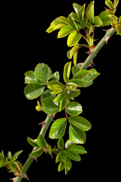 Galho Rosa Com Folhas Verdes Jovens Espinhos Isolado Fundo Preto — Fotografia de Stock