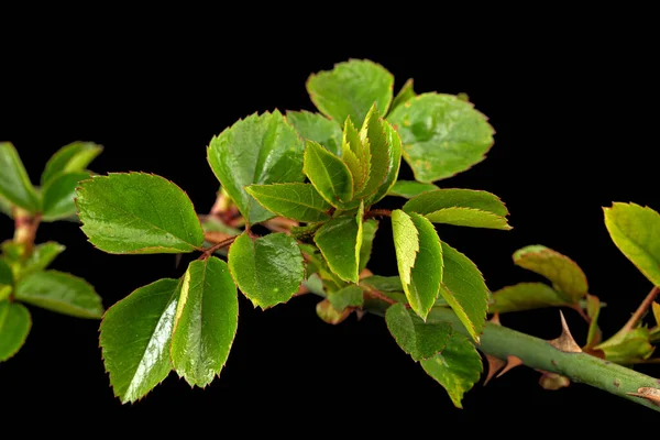 Ruusun Oksa Nuorilla Vihreillä Lehdillä Piikeillä Eristetty Mustalla Taustalla — kuvapankkivalokuva