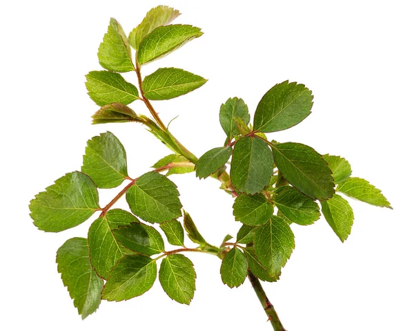 若い緑の葉ととげを持つバラの小さな小枝 白い背景に隔離された — ストック写真