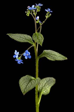 Brunnera 'nın mavi çiçeği, unutma beni, myosotis, siyah arka planda izole edilmiş.