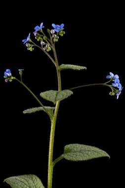 Brunnera 'nın mavi çiçeği, unutma beni, myosotis, siyah arka planda izole edilmiş.