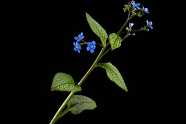Brunnera 'nın mavi çiçeği, unutma beni, myosotis, siyah arka planda izole edilmiş.