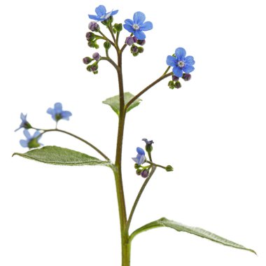 Brunnera 'nın mavi çiçeği, unutma beni, myosotis, beyaz arka planda izole edilmiş.