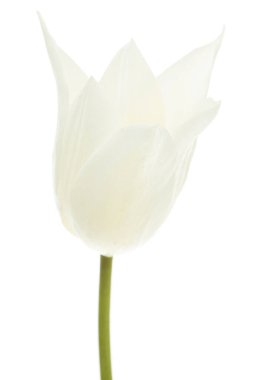 Lalenin beyaz çiçeği, beyaz arkaplanda izole edilmiş.