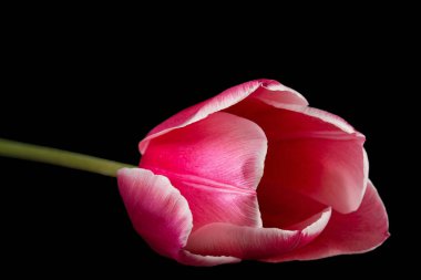 Lale çiçeği ve taç kırmızısı beyaz renge geçiş, yakın plan, siyah arkaplan izole