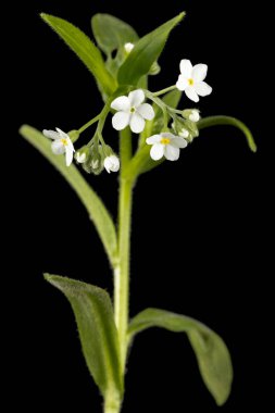 Unutulmayan beyaz çiçekler (Myosotis arvensis), siyah arkaplanda izole edilmiş.